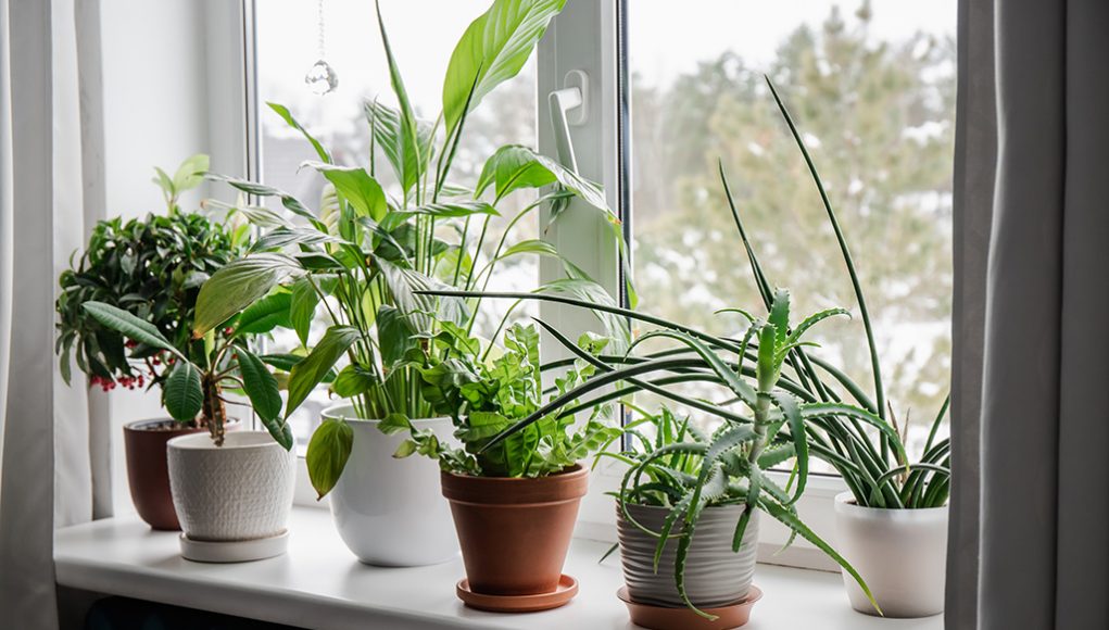 5 Ways to Decorate Your Space With Houseplants in Mind - The Home Depot